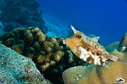 Lactoria fornasini Praslin Rocher St Pierre-11m-20190611-Denis-ADER-DSC_9125_tn